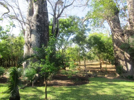Land for sale in Diani, Kwale County
