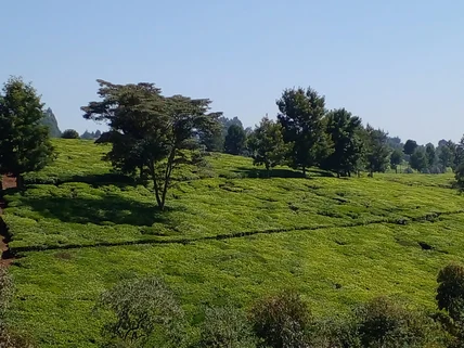 Land for sale in Tigoni, Limuru
