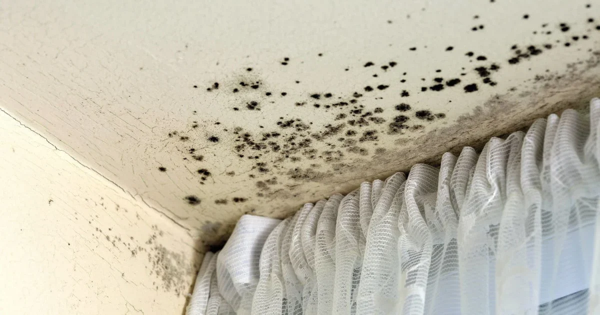 mould in a house