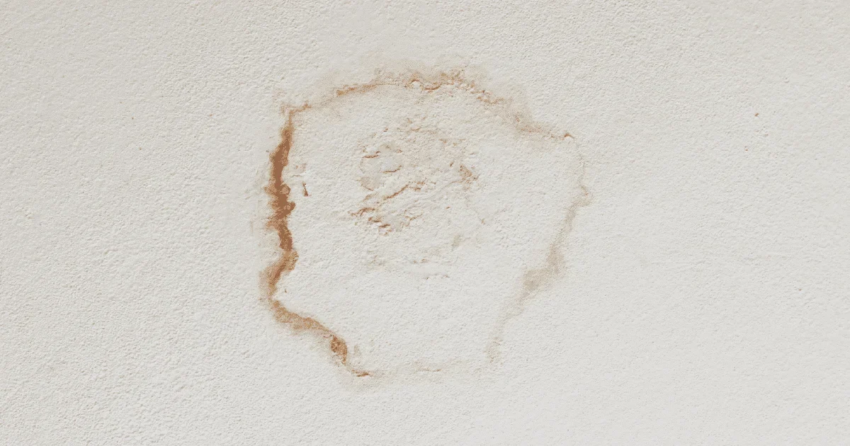 mould on the wall