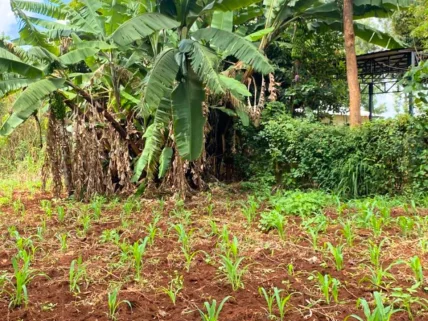 Residential Land for sale in Muchatha, Muchatha and Banana