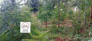 Residential Land in Banana, Muchatha and Banana - thumbnail 3