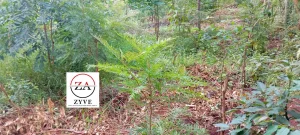 Residential Land in Banana, Muchatha and Banana - thumbnail 1