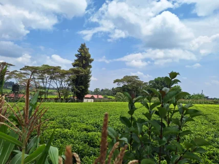 Residential Land for sale in Tigoni, Limuru